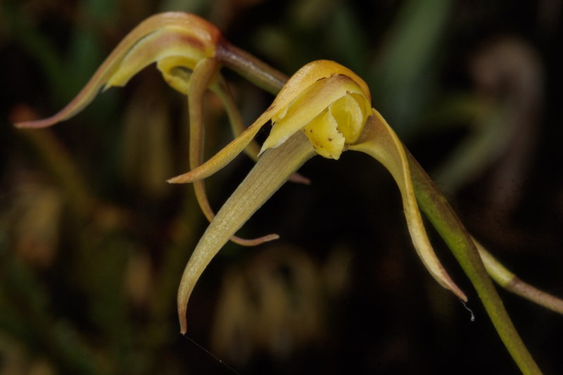 Maxillaria montezumae photo 7