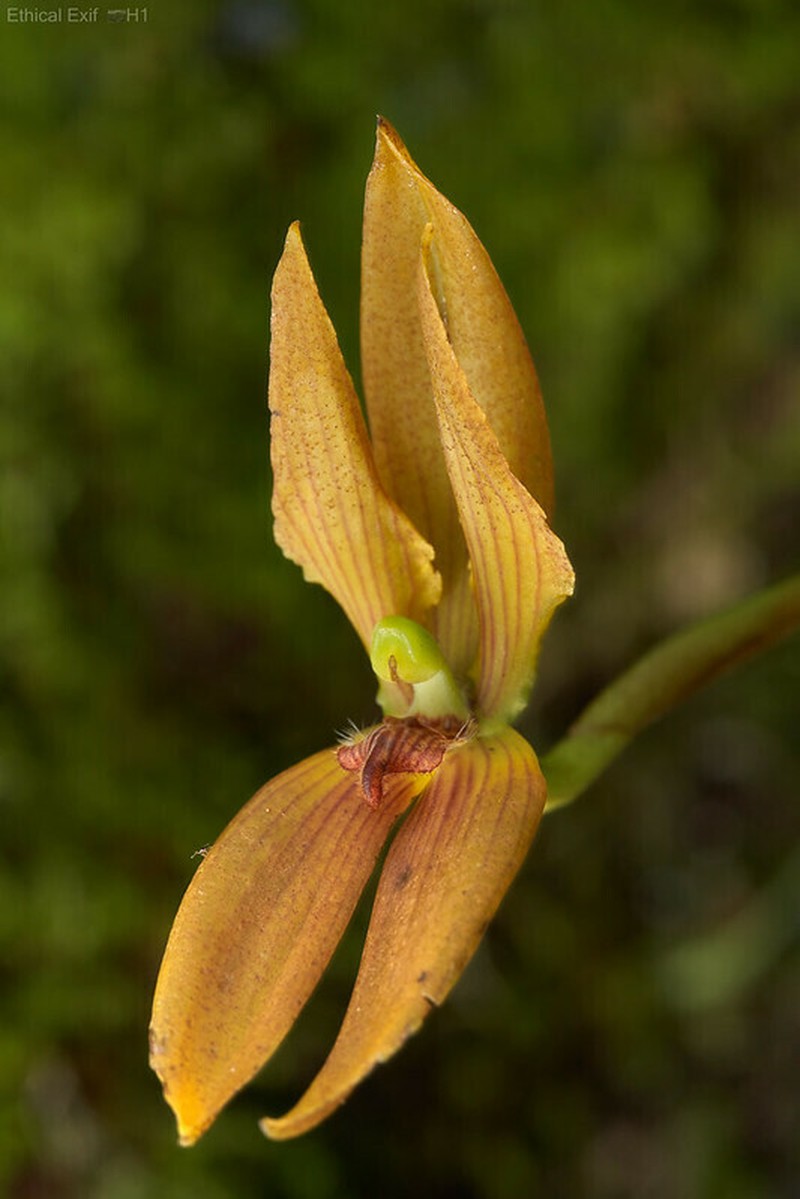Maxillaria multifoliata