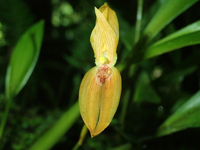 Maxillaria multifoliata photo 2
