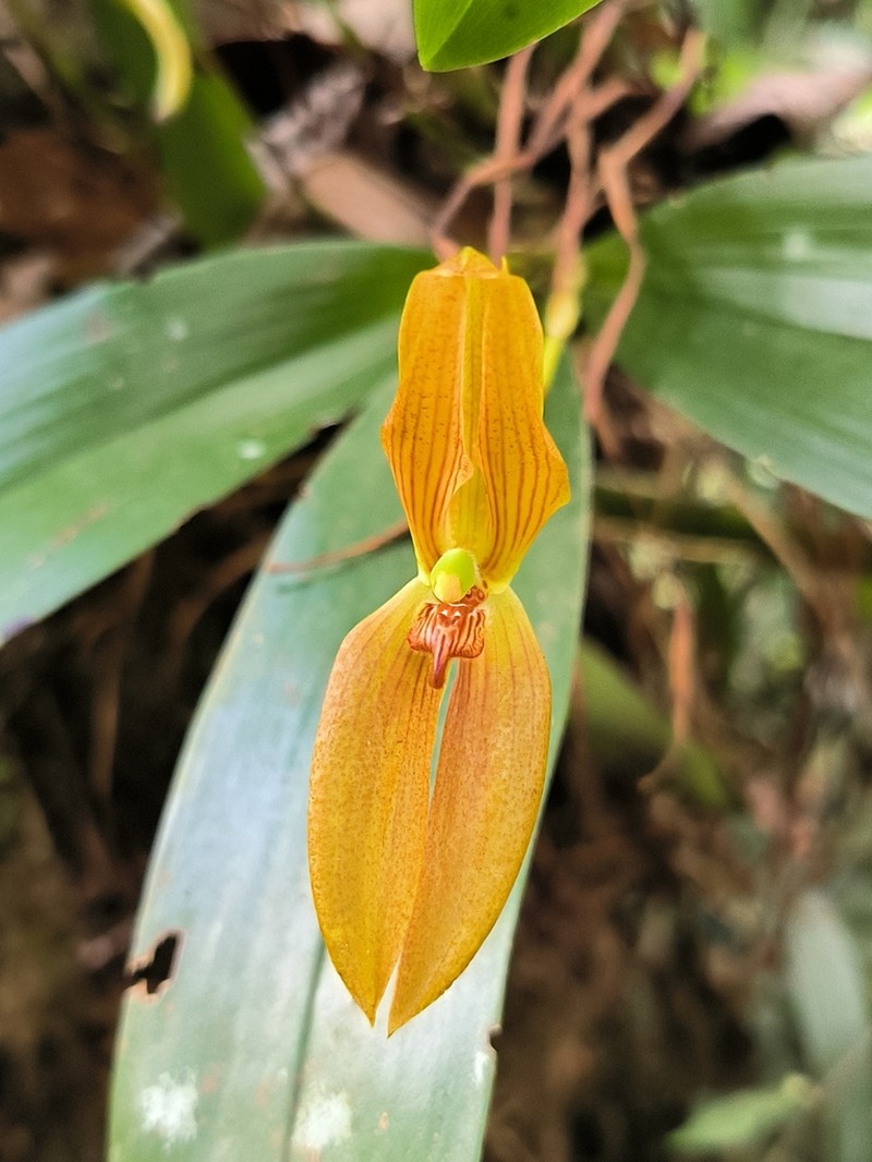 Maxillaria multifoliata photo 3