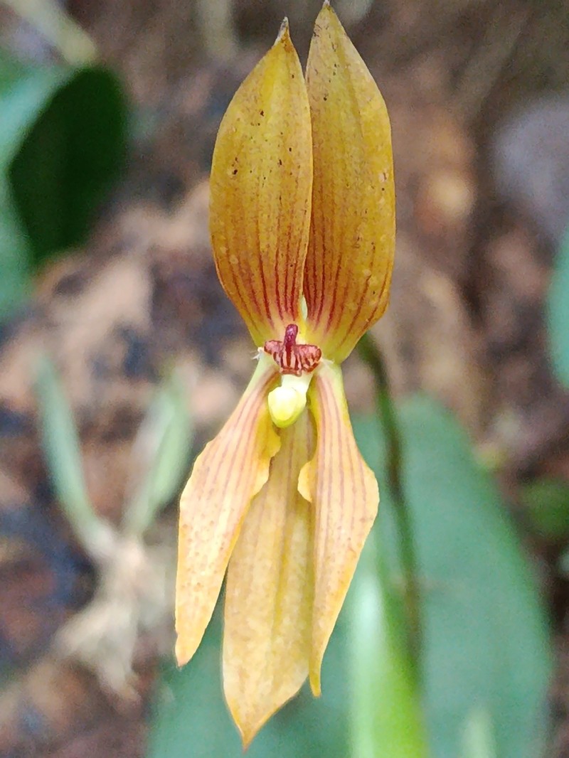 Maxillaria multifoliata photo 4
