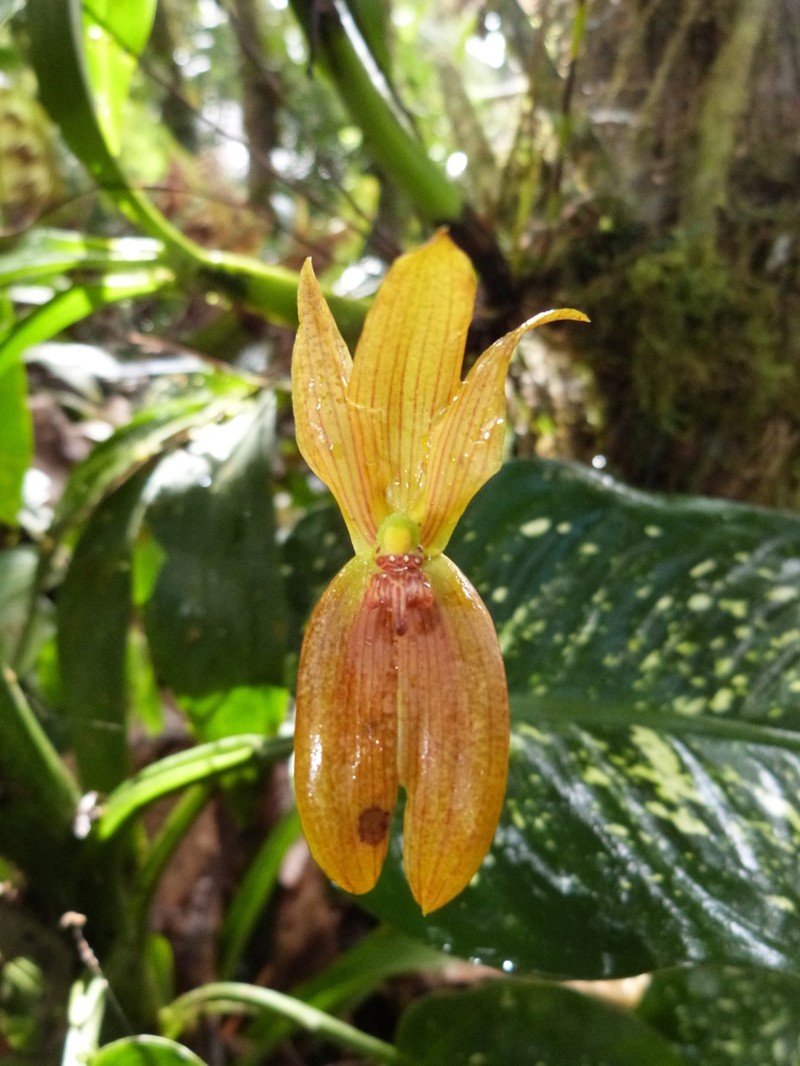 Maxillaria multifoliata photo 5