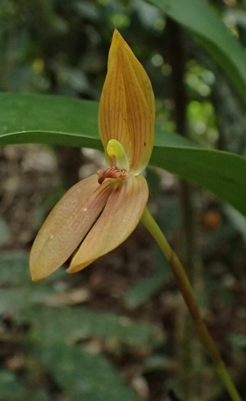 Maxillaria multifoliata photo 7