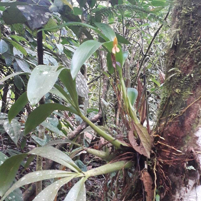 Maxillaria multifoliata photo 8