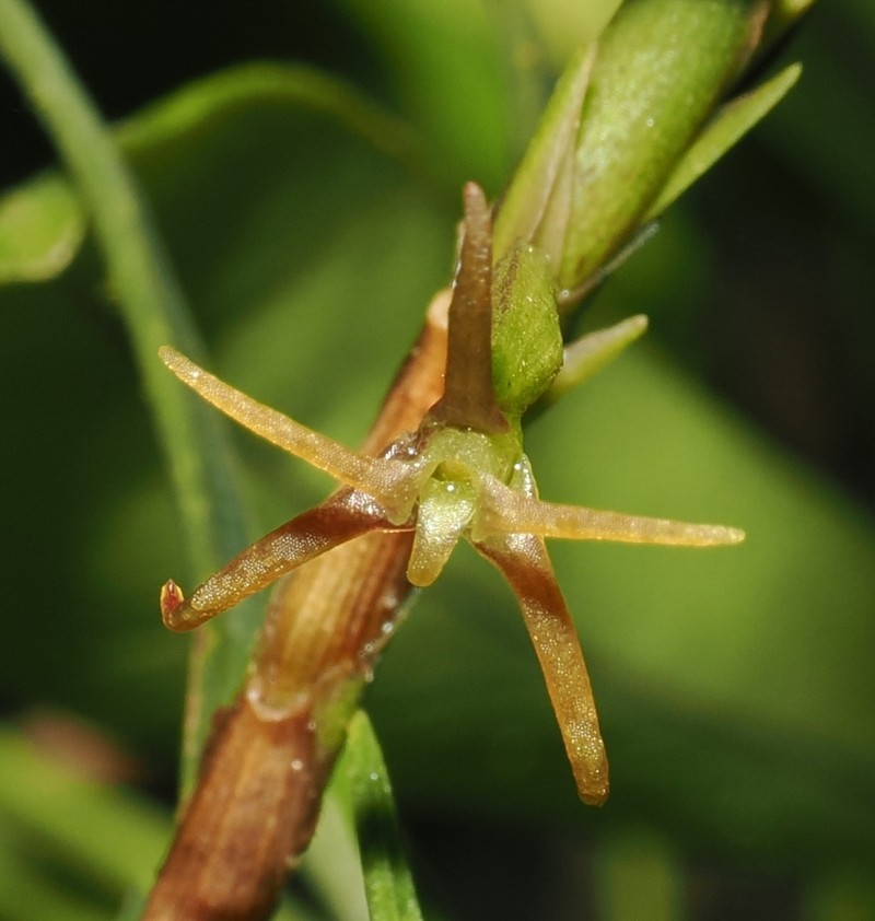 Maxillaria mystkowskana
