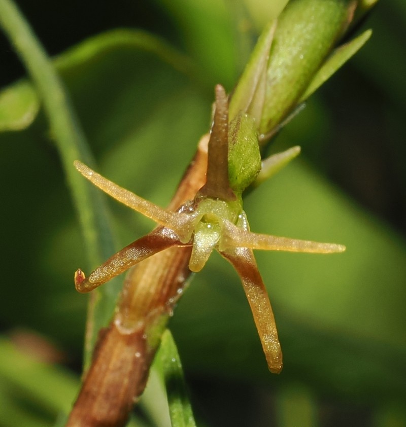 Maxillaria mystkowskana photo 2
