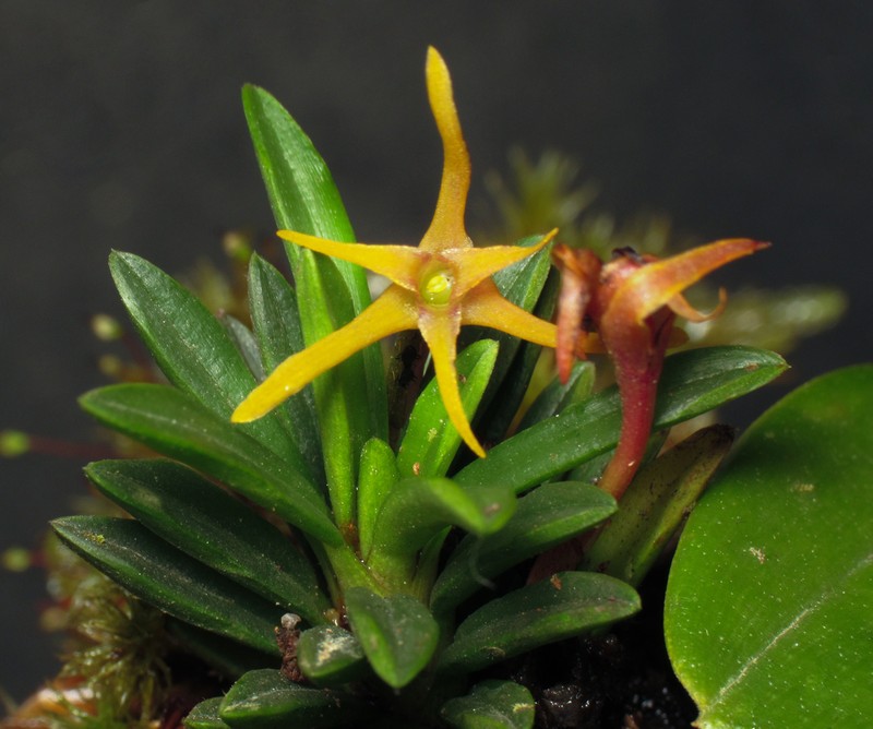 Maxillaria novoae photo 2