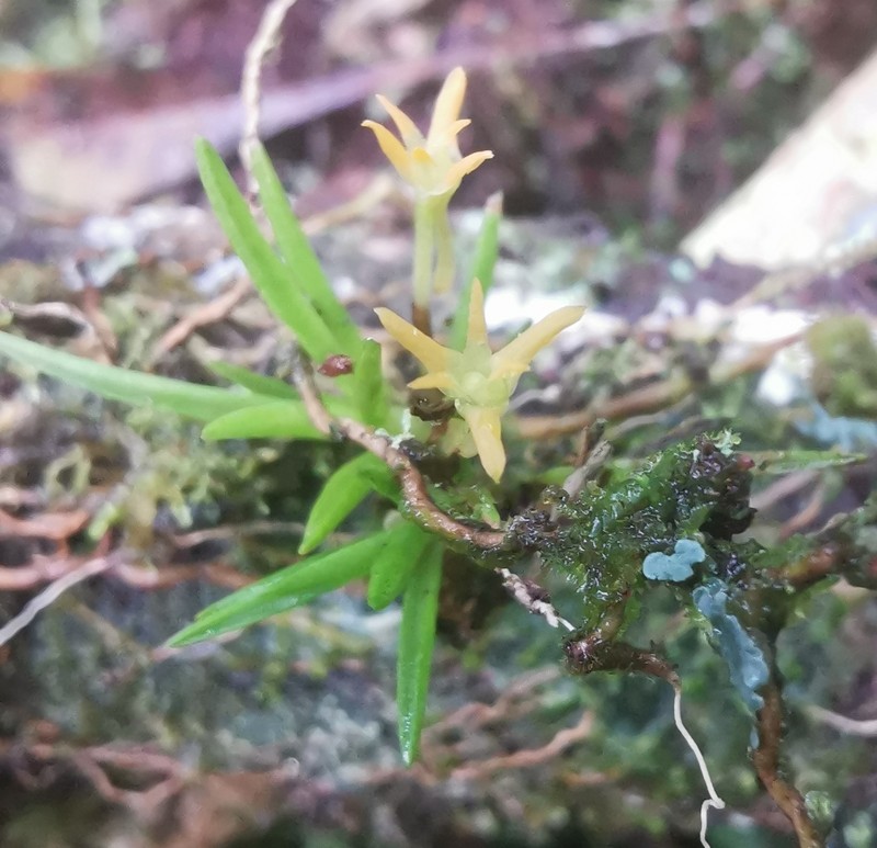 Maxillaria novoae photo 3