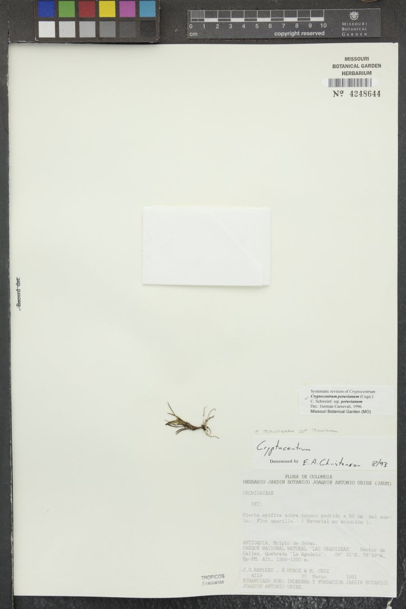 Maxillaria novoae photo 4
