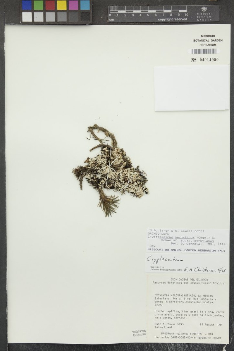 Maxillaria novoae photo 5