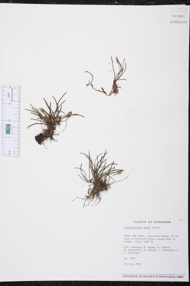 Maxillaria novoae photo 6