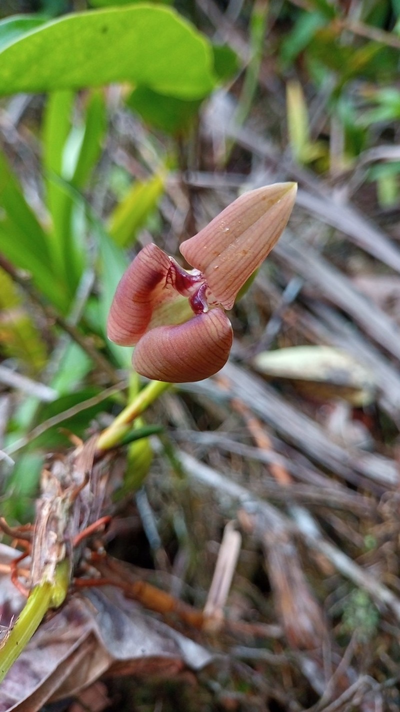 Maxillaria obtusa