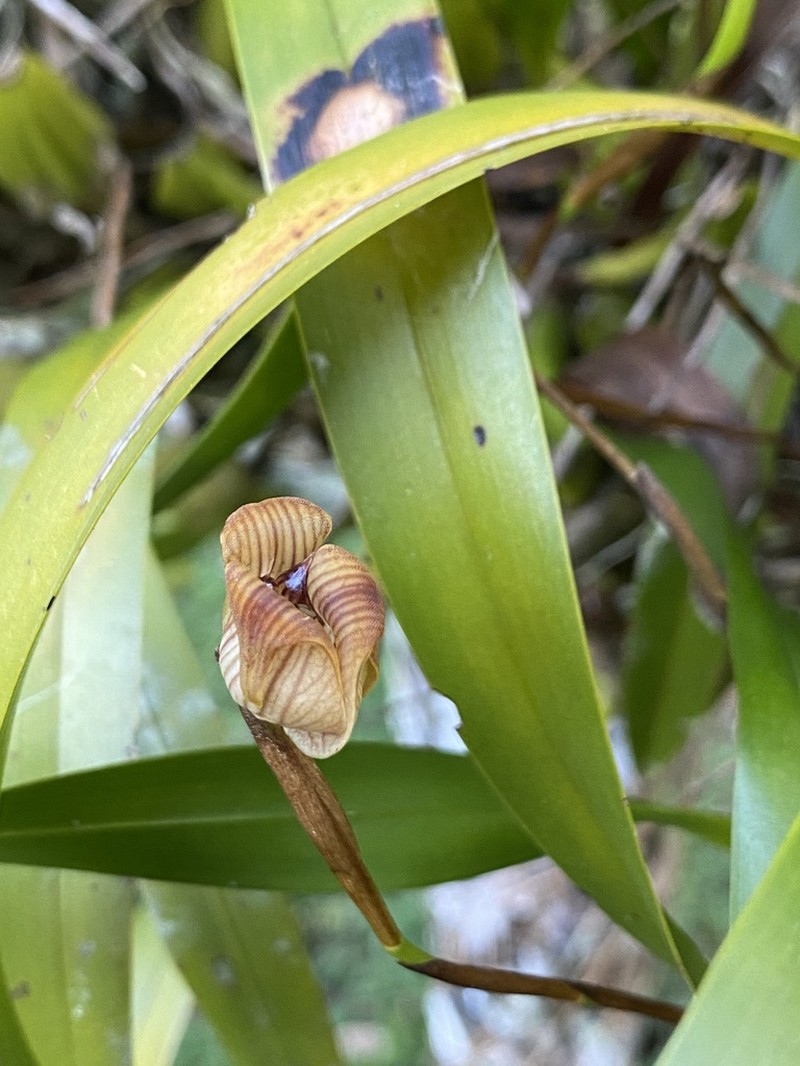 Maxillaria obtusa photo 2