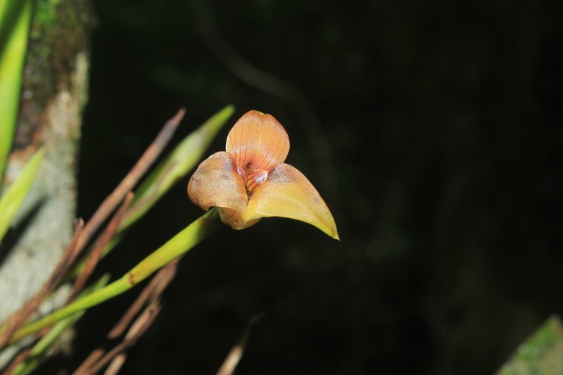Maxillaria obtusa photo 3