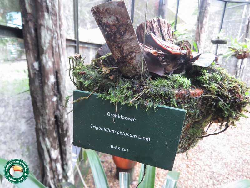 Maxillaria obtusa photo 4