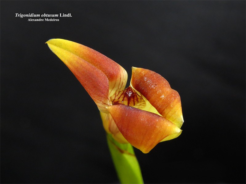 Maxillaria obtusa photo 5
