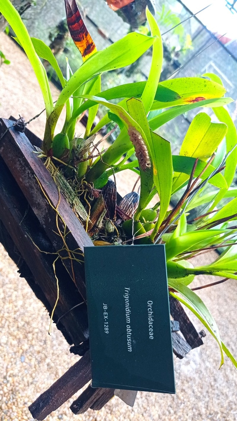 Maxillaria obtusa photo 6