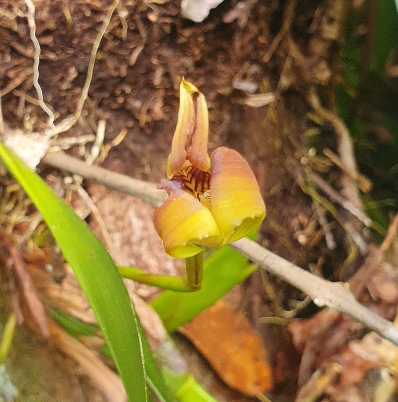Maxillaria obtusa photo 7