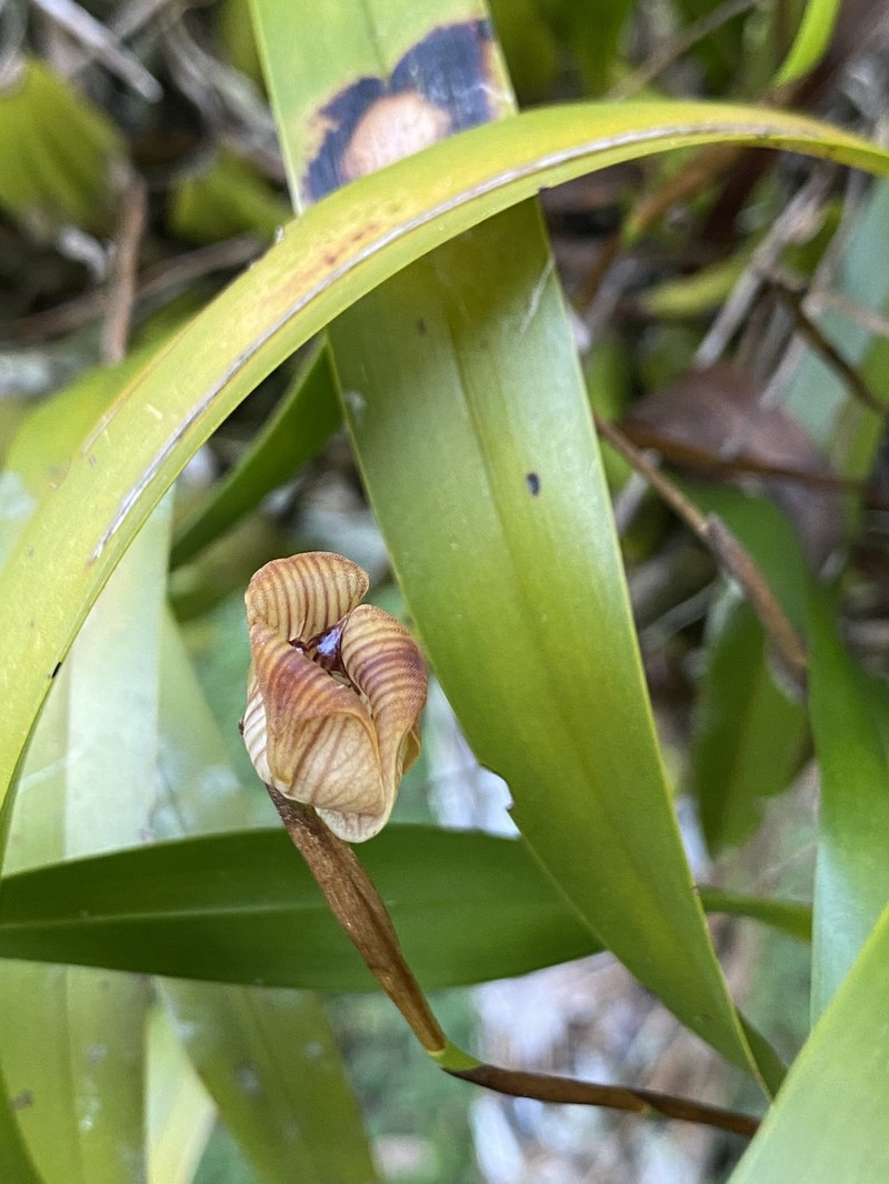 Maxillaria obtusa photo 8