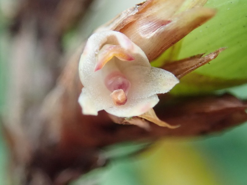 Purple Tiger Orchid photo 6