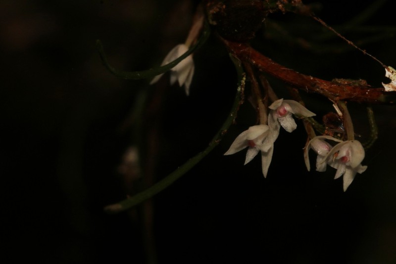 Maxillaria pinoides