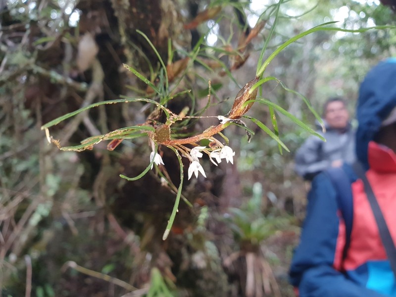 Maxillaria pinoides photo 2