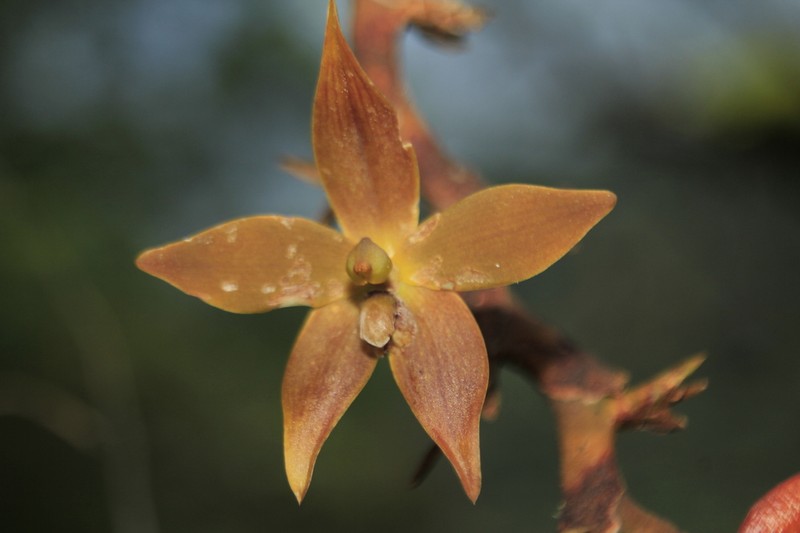 Maxillaria rhomboglossa