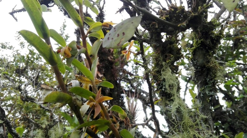 Maxillaria rhomboglossa photo 2