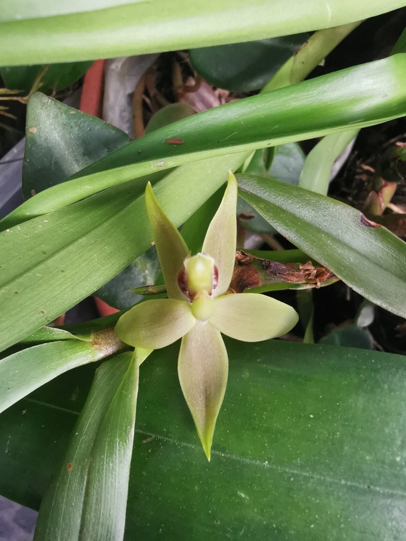 Maxillaria rhomboglossa photo 3