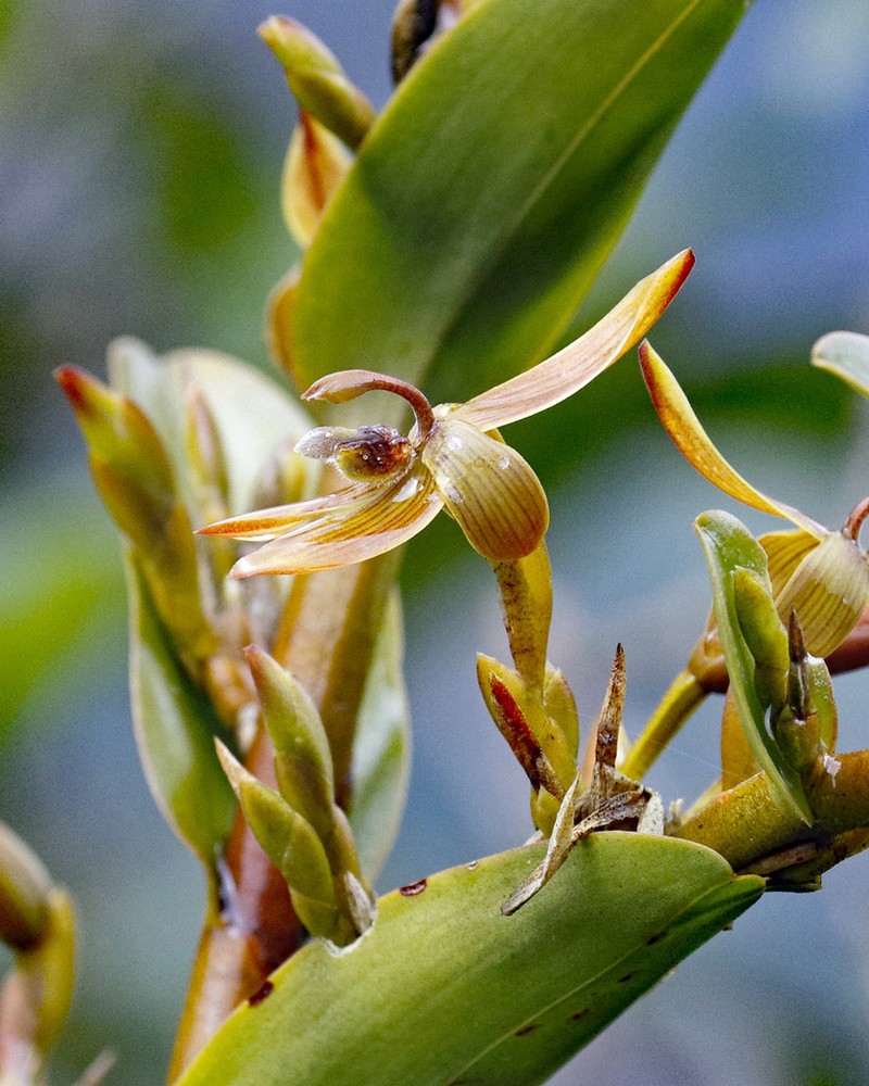 Maxillaria rhomboglossa photo 4