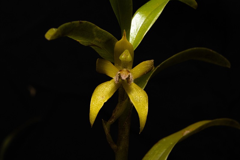 Maxillaria rhomboglossa photo 5