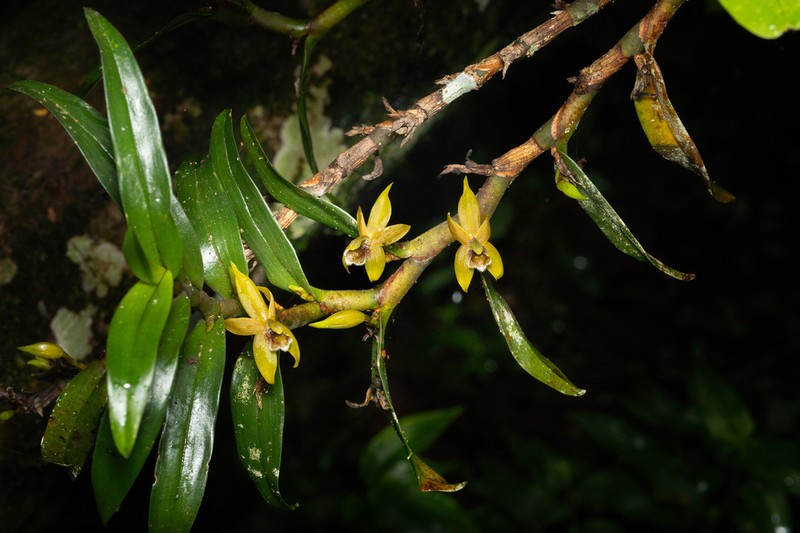 Maxillaria rhomboglossa photo 6