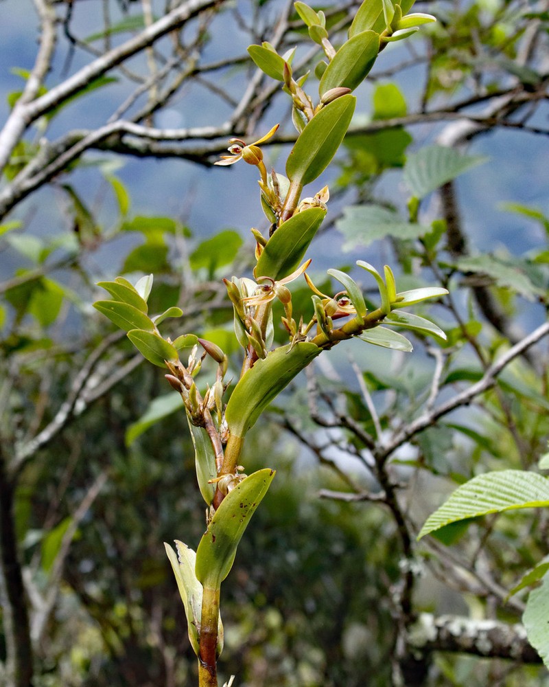 Maxillaria rhomboglossa photo 7