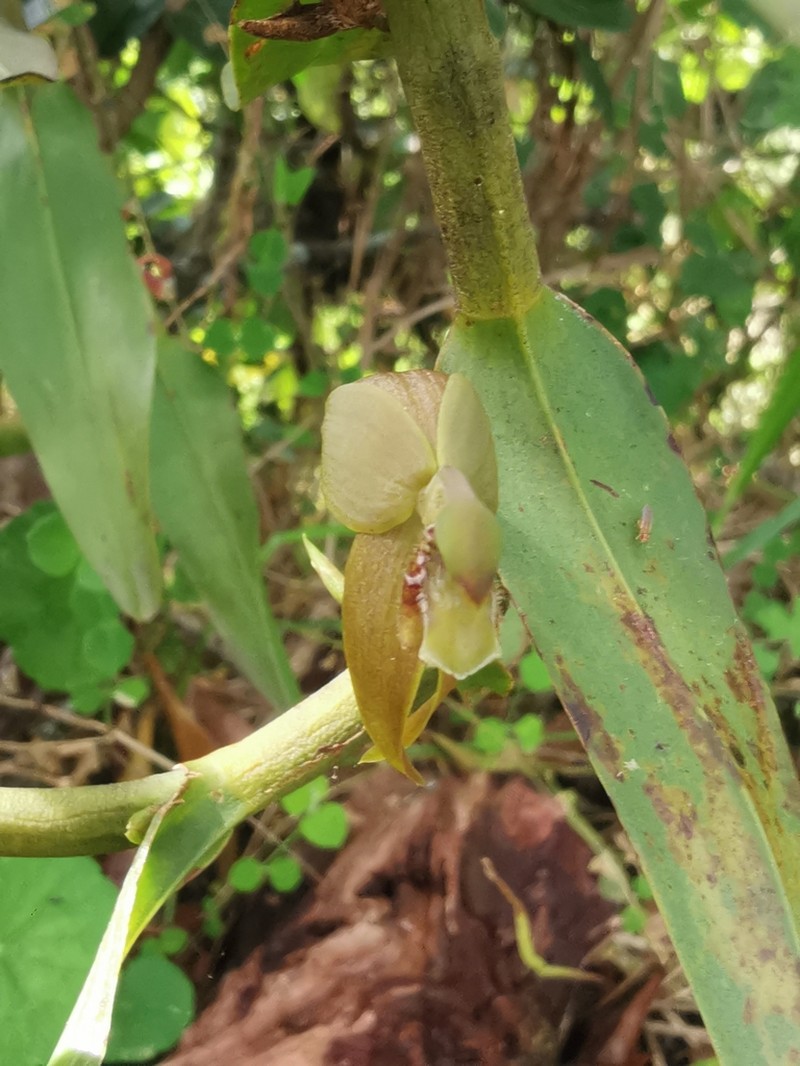 Maxillaria rhomboglossa photo 8
