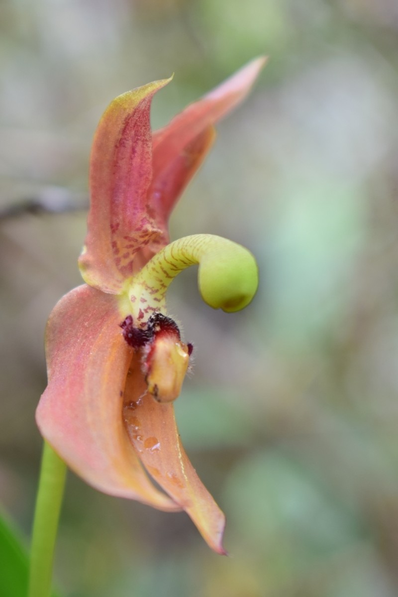 Maxillaria schlimii