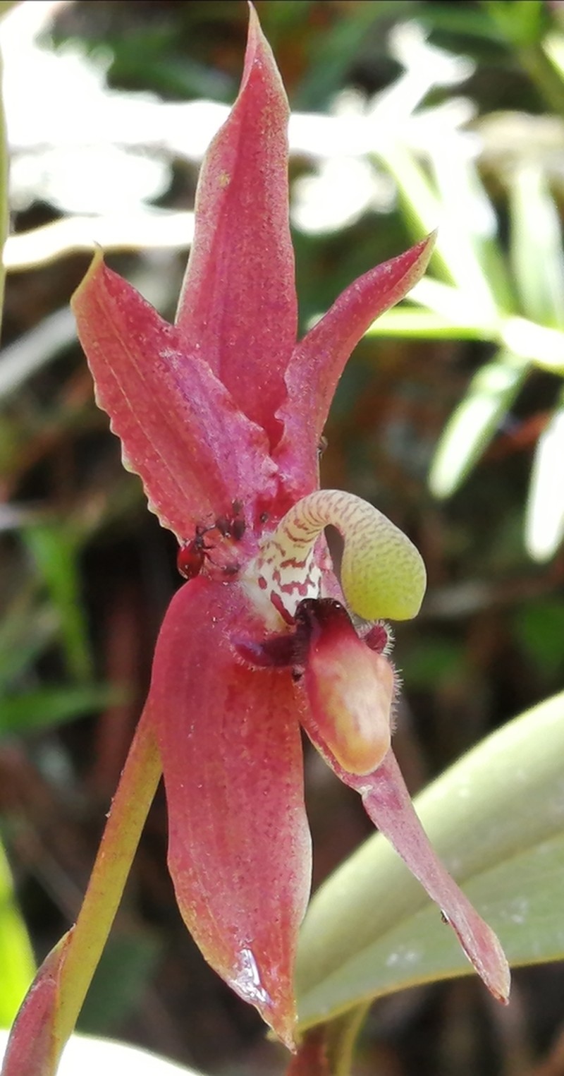 Maxillaria schlimii photo 2