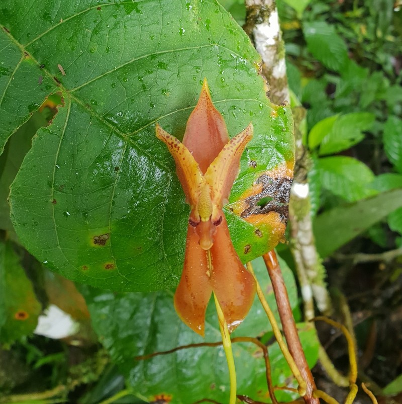 Maxillaria schlimii photo 3
