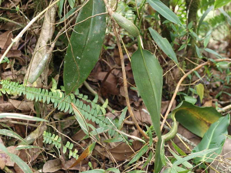 Maxillaria schlimii photo 4