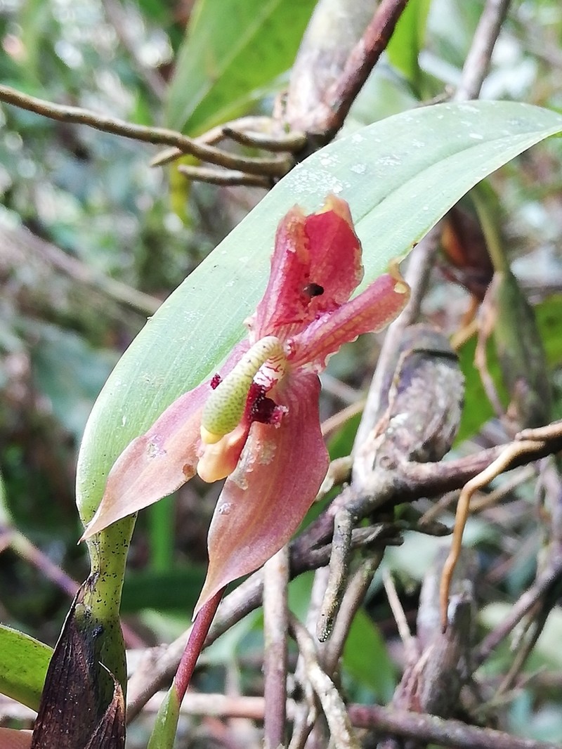 Maxillaria schlimii photo 5