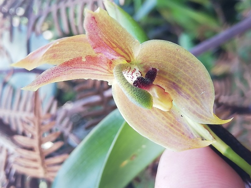 Maxillaria schlimii photo 7