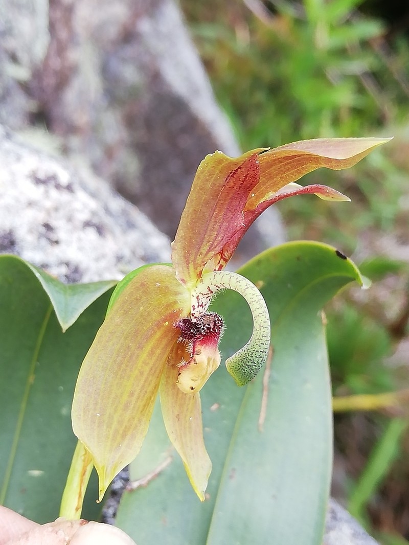 Maxillaria schlimii photo 8