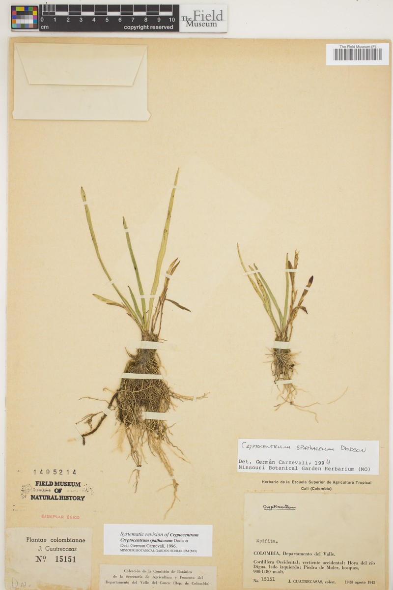 Maxillaria sciabolata