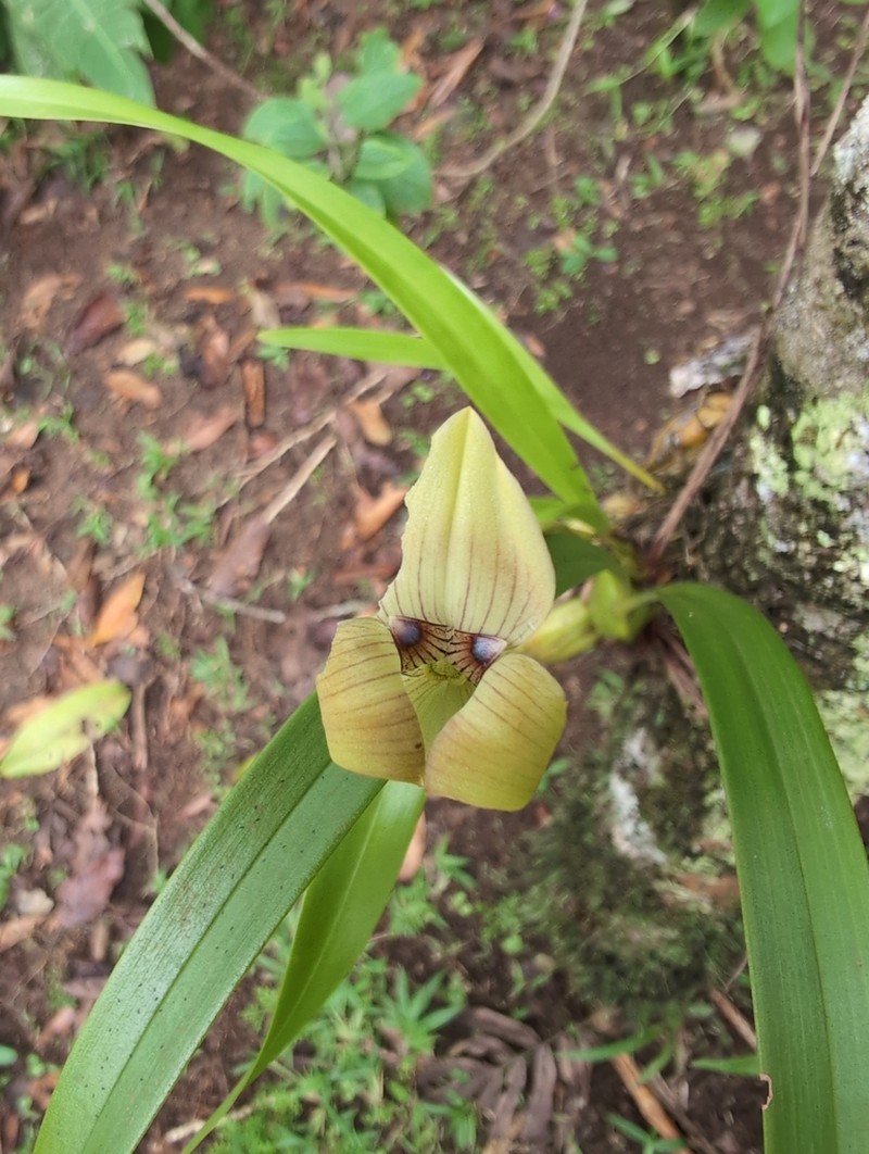 Maxillaria soulangeana