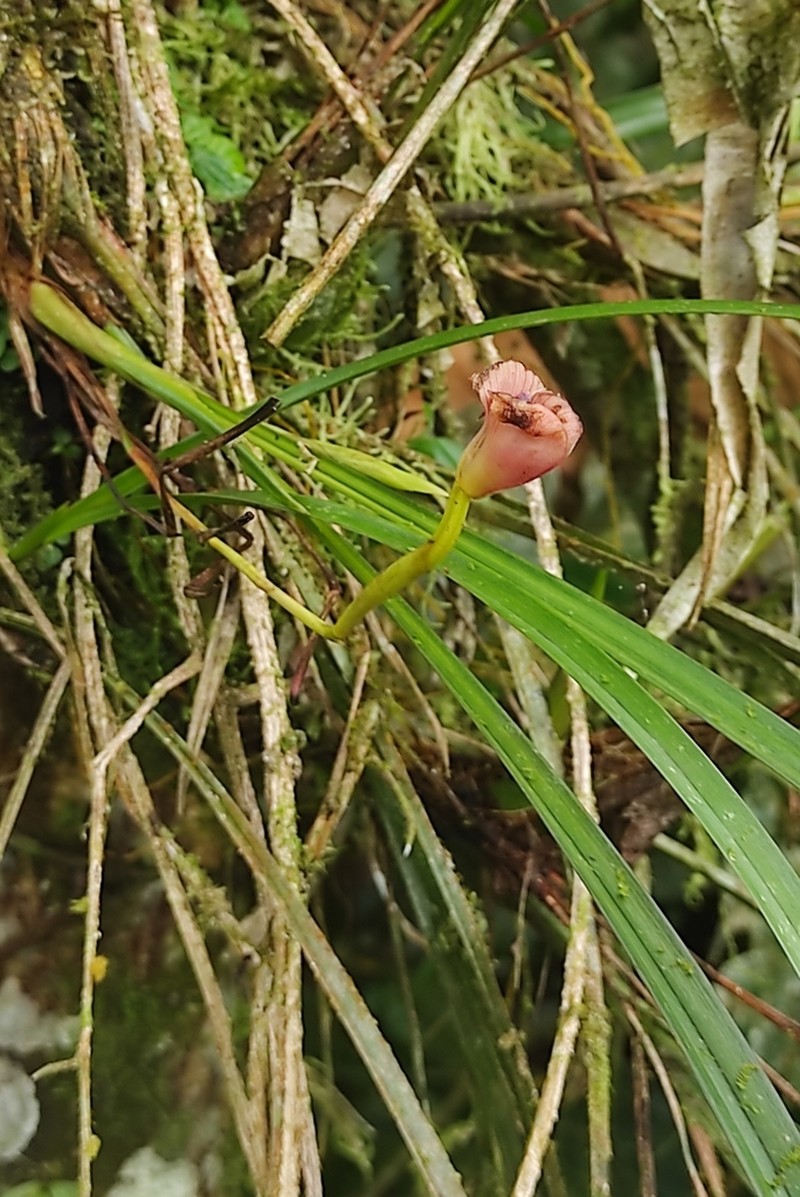 Maxillaria soulangeana photo 2