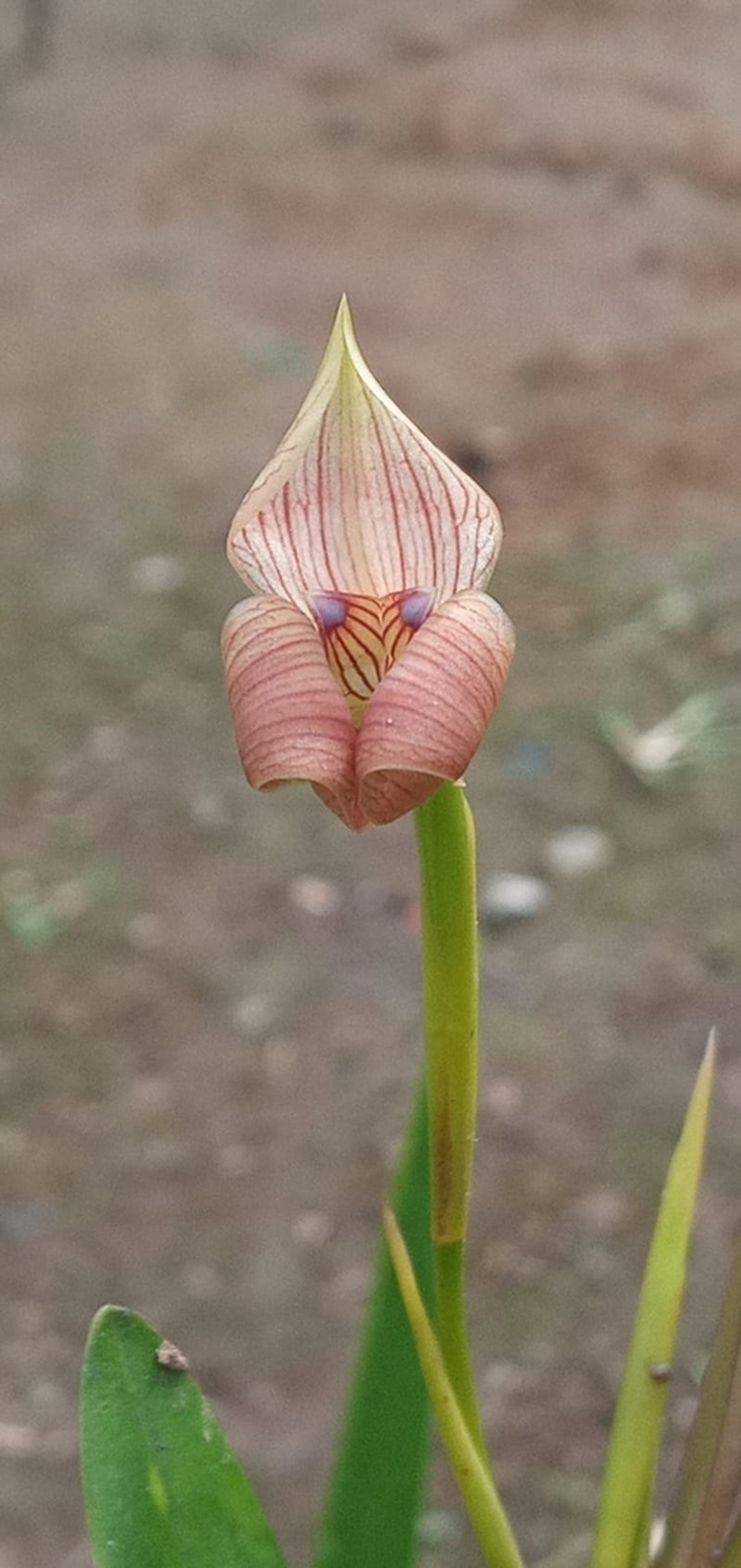 Maxillaria soulangeana photo 3