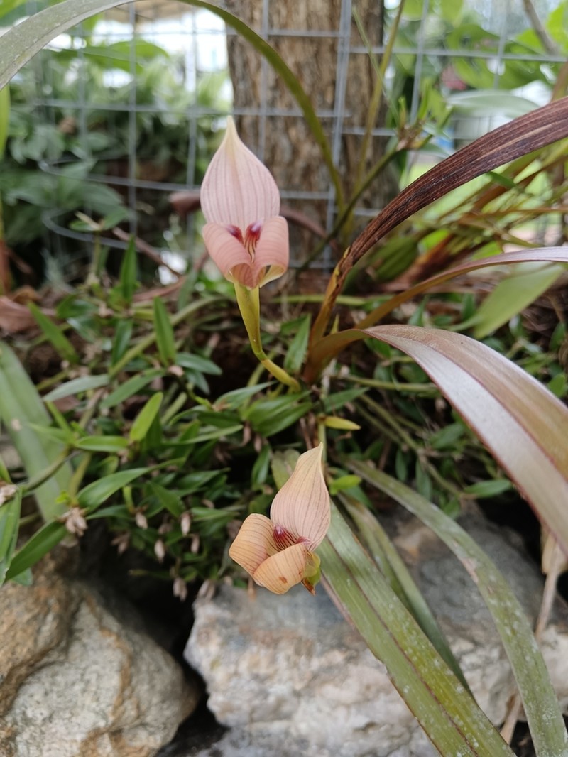 Maxillaria soulangeana photo 5