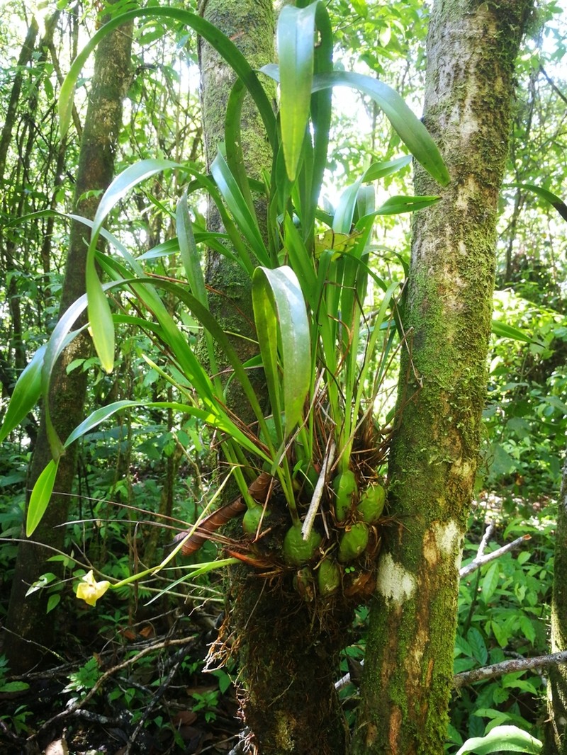 Maxillaria soulangeana photo 6