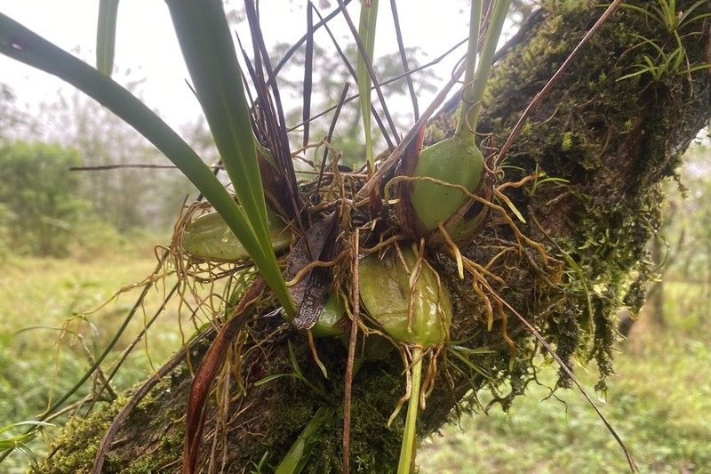Maxillaria soulangeana photo 7
