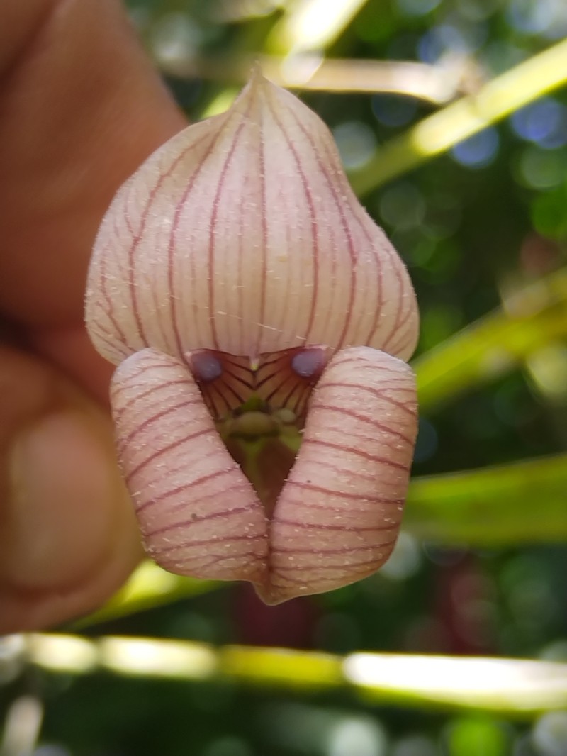 Maxillaria soulangeana photo 8