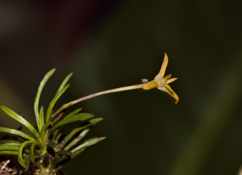 Maxillaria standleyi photo 4